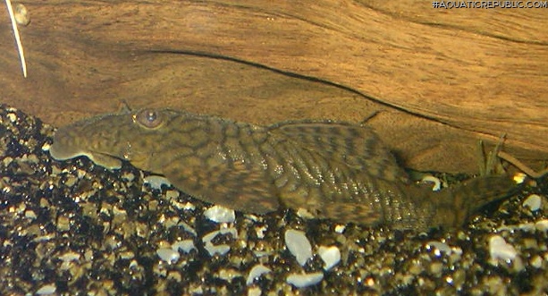 Ancistrus sp. (L089)