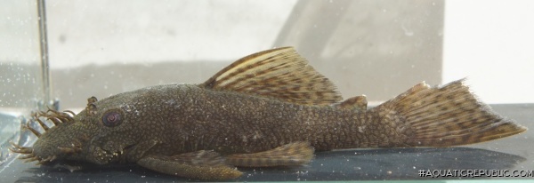 Ancistrus sp. (L089)