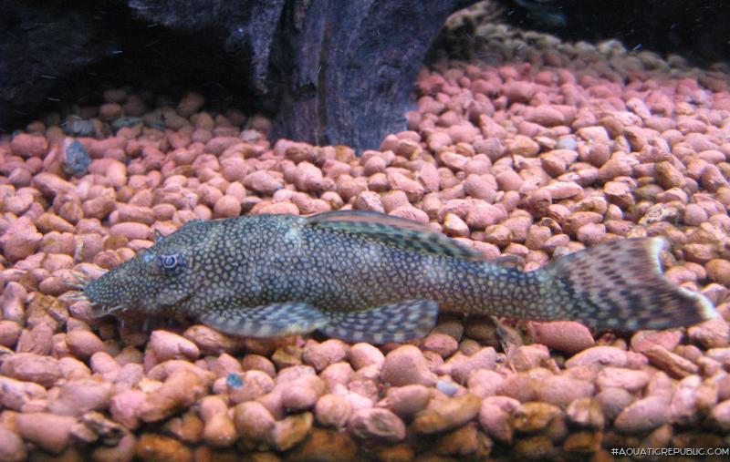 Ancistrus sp. (L111)