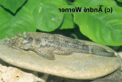 Ancistrus sp. (L125)