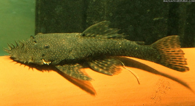 Ancistrus sp. (L180)