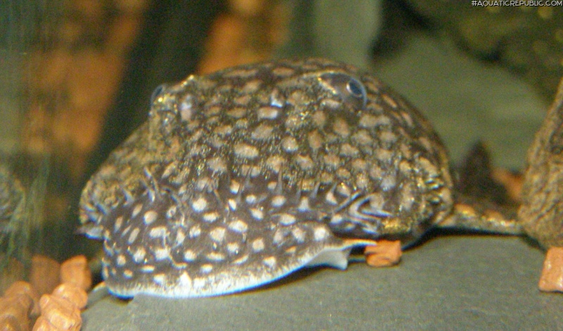 Ancistrus sp. (L309)