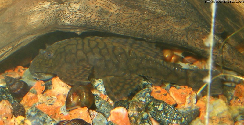 Ancistrus sp. (L393)