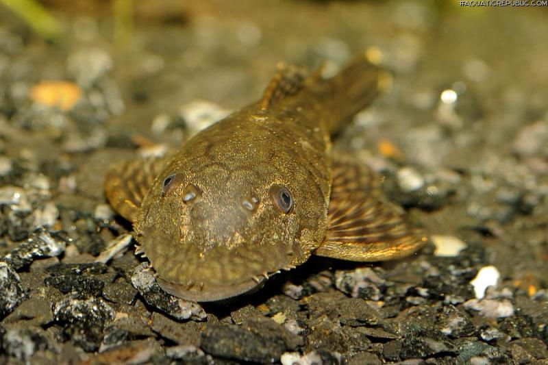 Ancistrus sp. `CUCUTA`