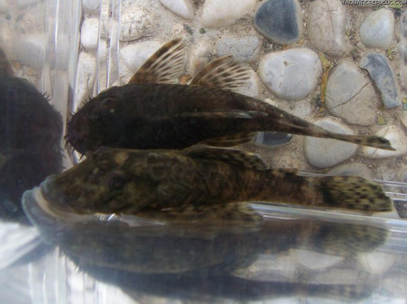 Ancistrus sp. `CUCUTA`