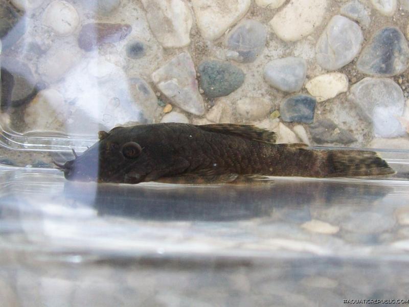 Ancistrus sp. `CUCUTA`