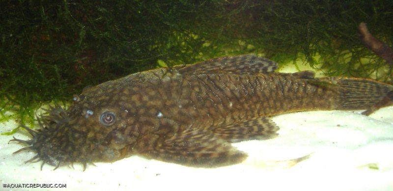 Ancistrus sp. `LOWER RIO NEGRO`