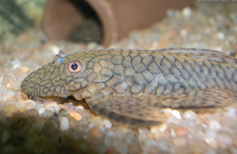 Ancistrus sp. `RIO TOCANTINS`