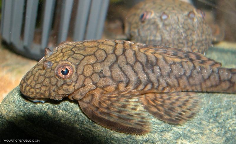 Ancistrus sp. `RIO TOCANTINS`