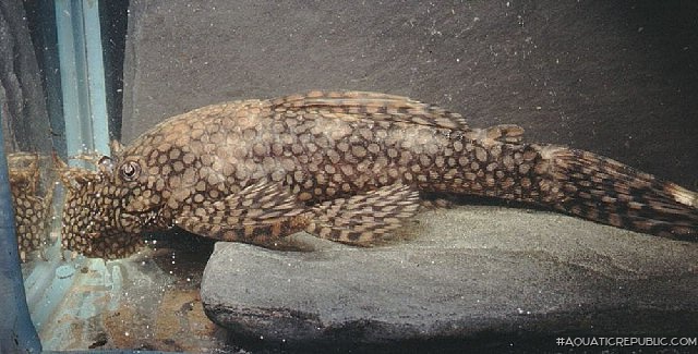 Ancistrus tamboensis