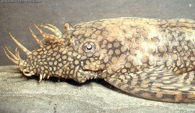 Ancistrus tamboensis