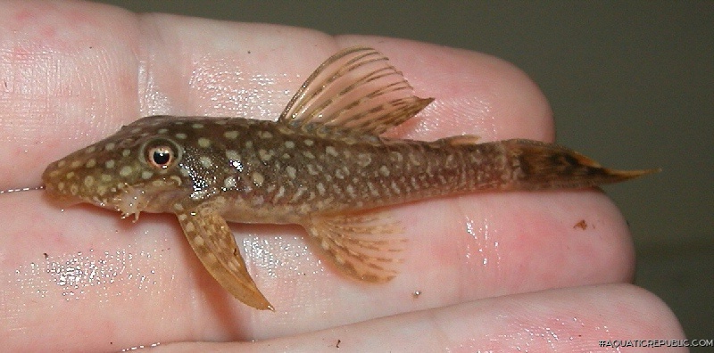 Ancistrus temminckii