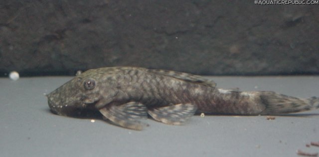 Ancistrus triradiatus