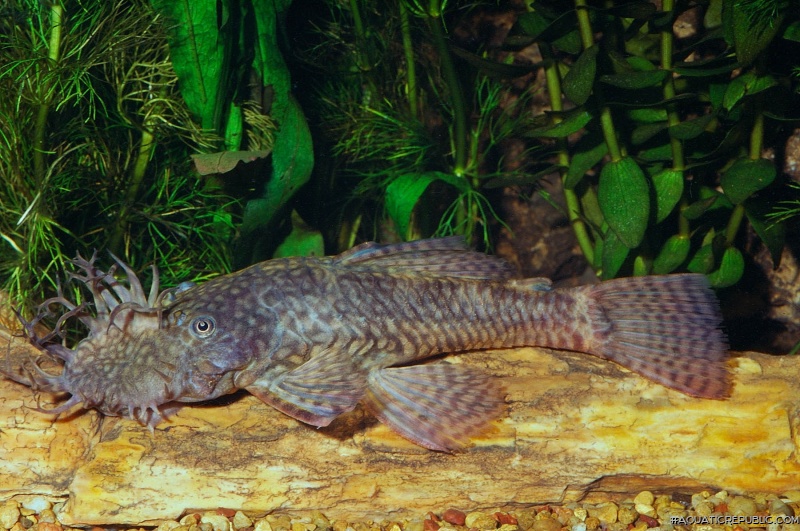 Ancistrus triradiatus