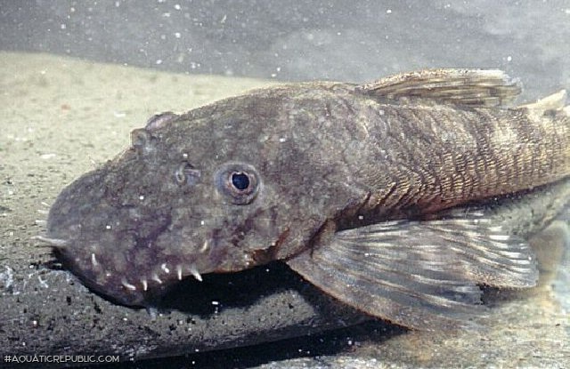 Ancistrus triradiatus