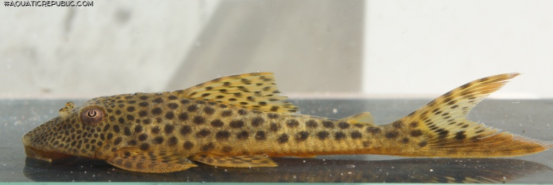 Aphanotorulus sp. (L131)