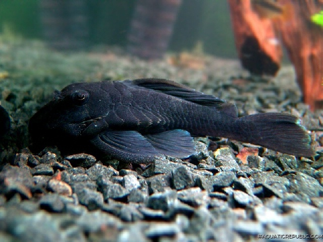 Baryancistrus beggini