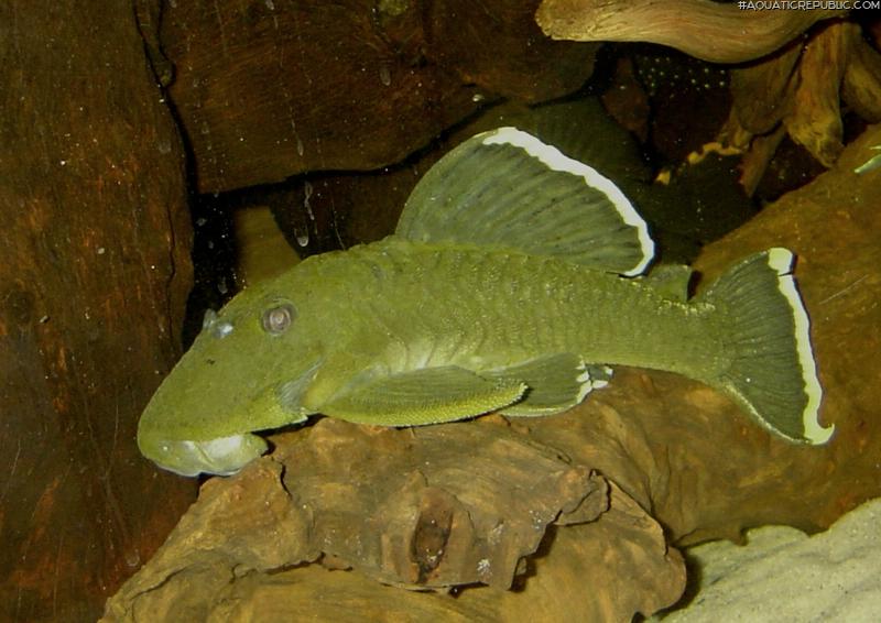 Baryancistrus chrysolomus