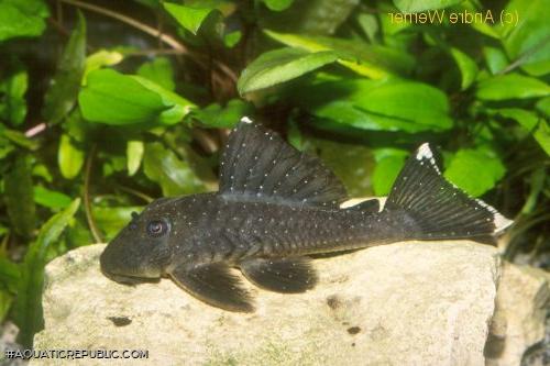 Baryancistrus hadrostomus