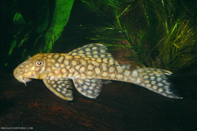 Baryancistrus sp. (L019)