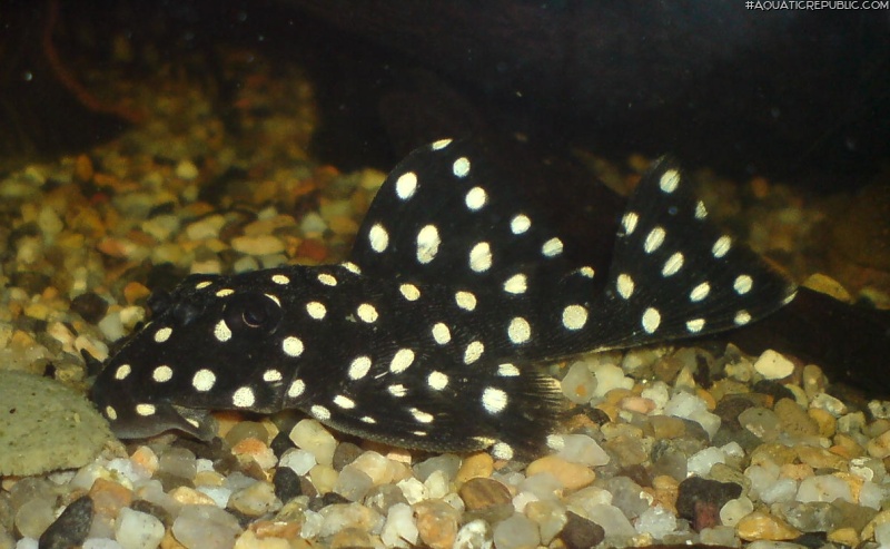 Baryancistrus sp. (L142)