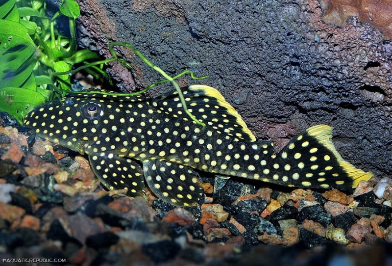 Baryancistrus xanthellus