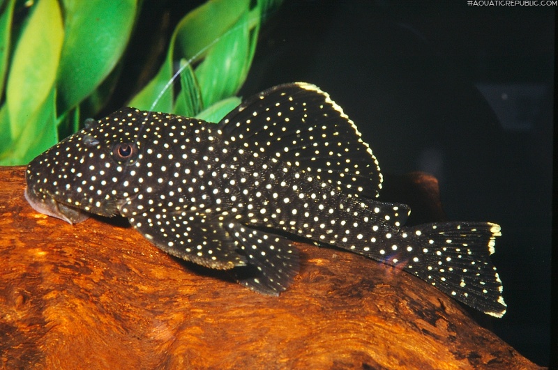 Baryancistrus xanthellus