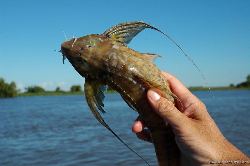 Brochiloricaria chauliodon