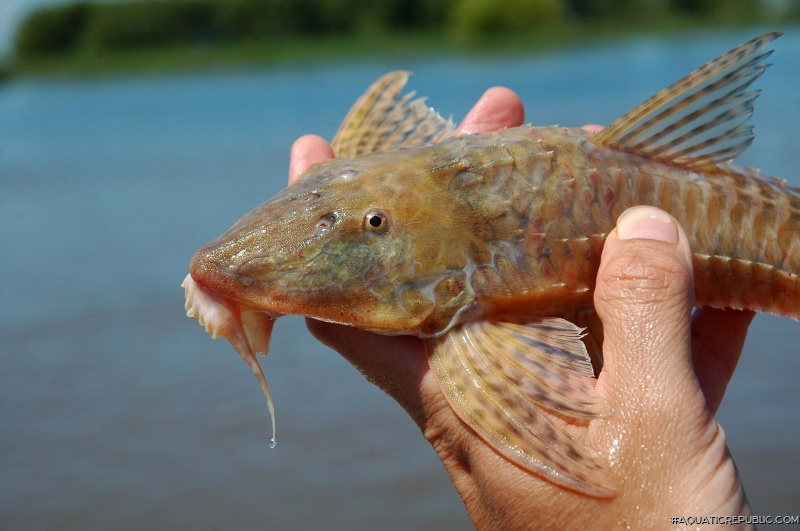 Brochiloricaria chauliodon