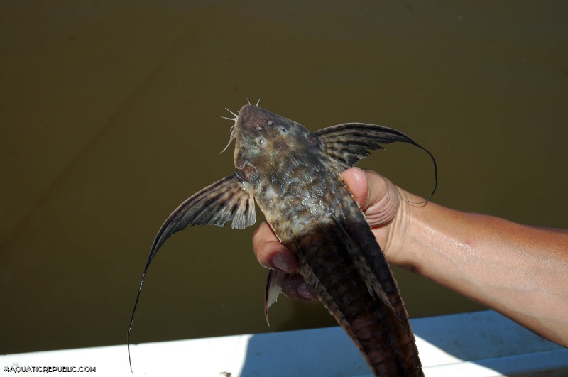 Brochiloricaria chauliodon