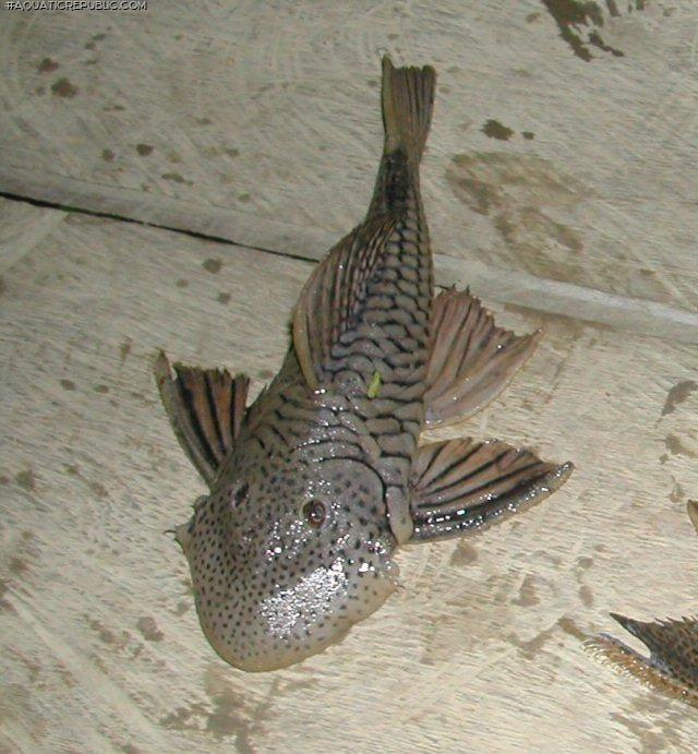 Chaetostoma cf. anale`napo`