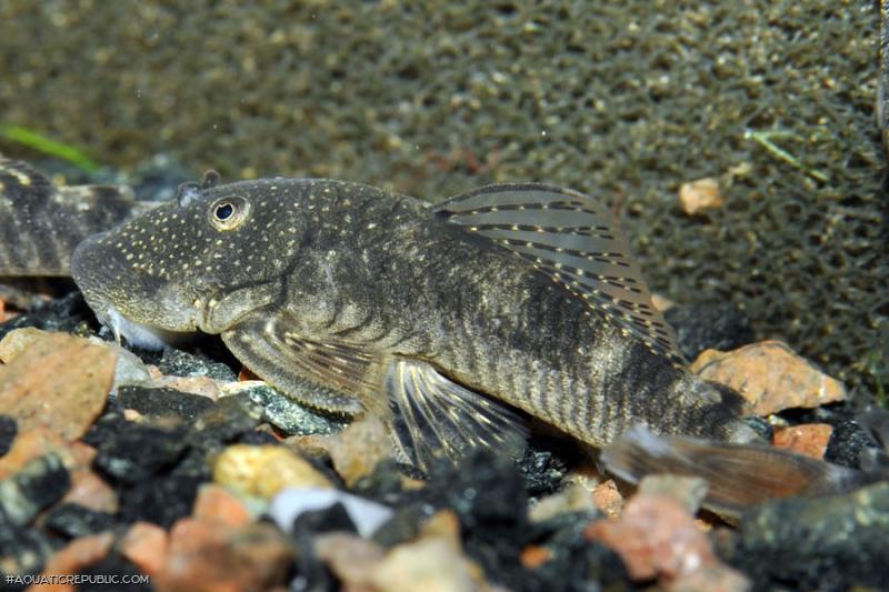 Chaetostoma dorsale