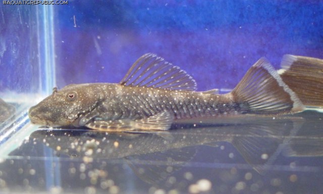 Chaetostoma dupouii