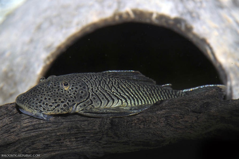 Chaetostoma formosae