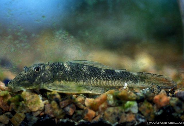 Chaetostoma formosae