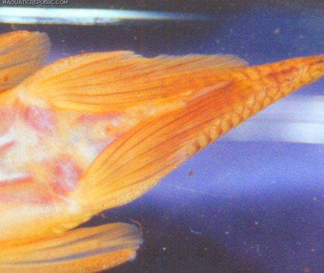Chaetostoma formosae