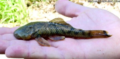 Chaetostoma guairense