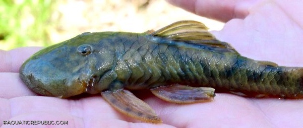 Chaetostoma guairense