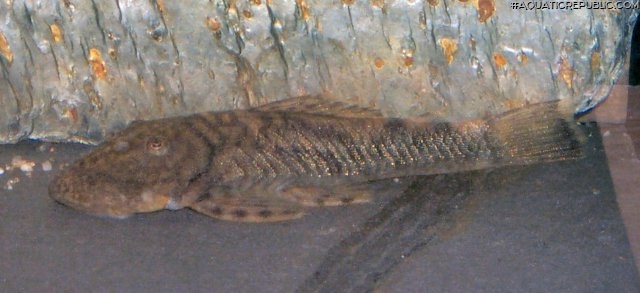 Chaetostoma guairense