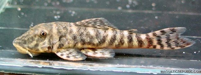 Chaetostoma leucomelas