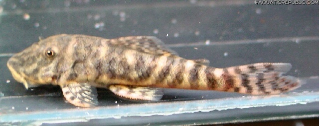 Chaetostoma leucomelas