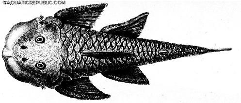 Chaetostoma loborhynchos