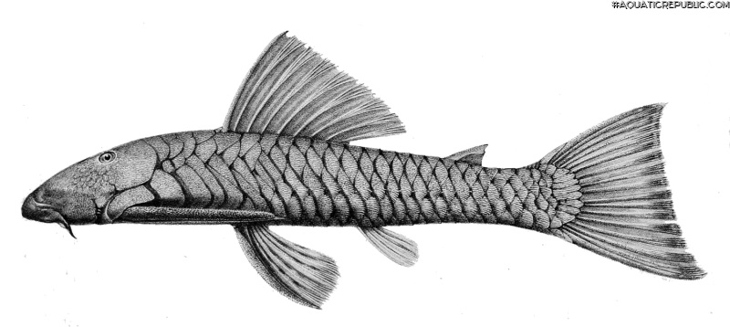 Chaetostoma marginatum