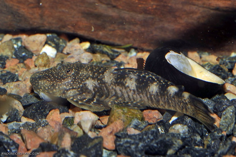 Chaetostoma nudirostre