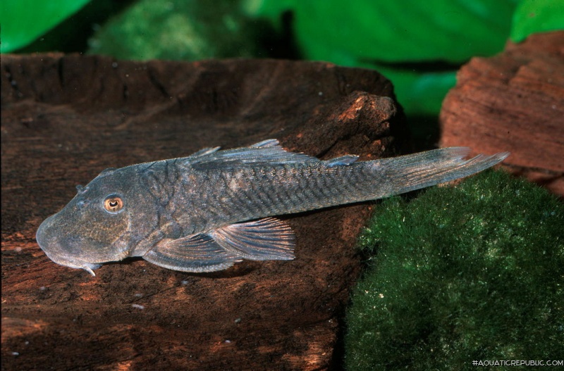 Chaetostoma orientale