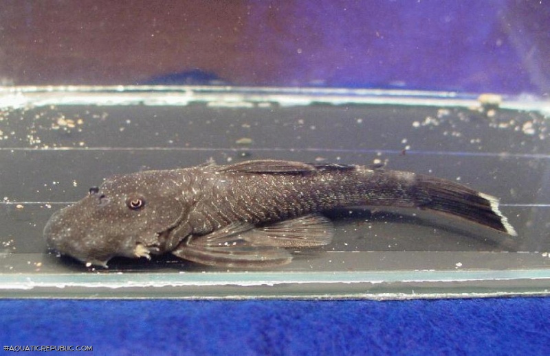 Chaetostoma pearsei