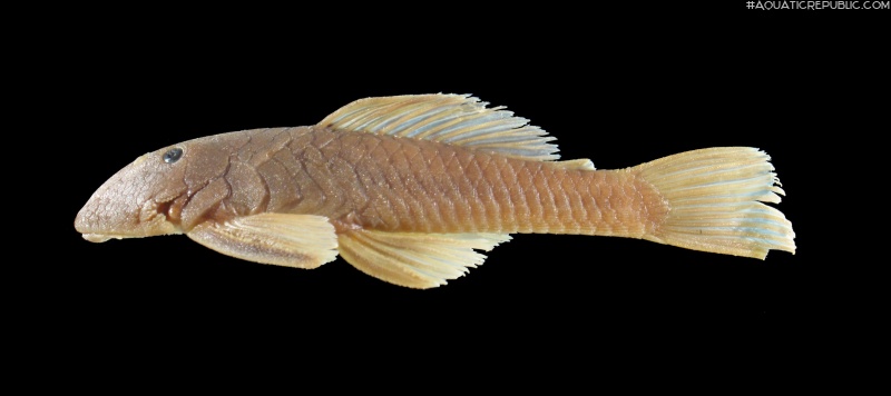 Chaetostoma platyrhynchus