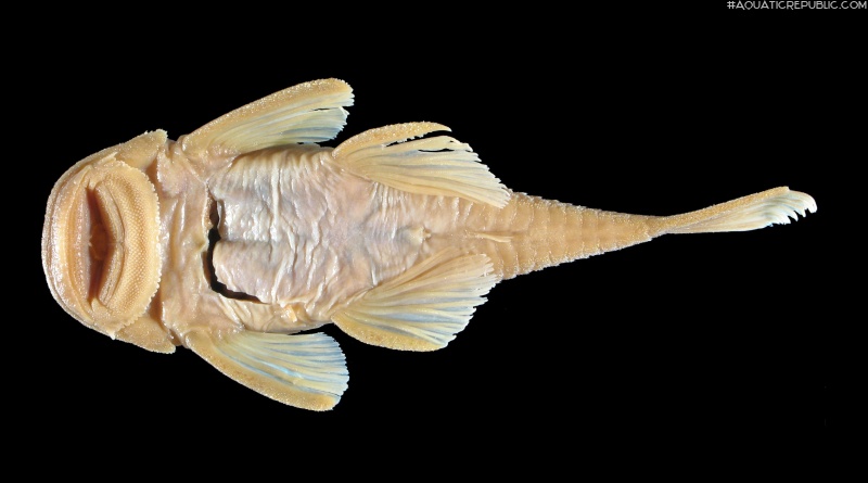 Chaetostoma platyrhynchus