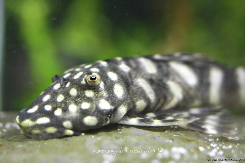 Chaetostoma sacramento