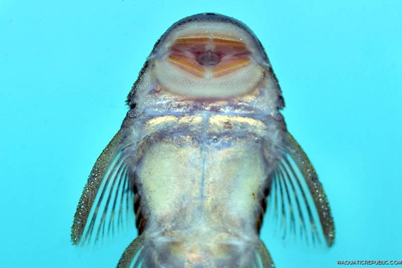 Chaetostoma sp. (4)